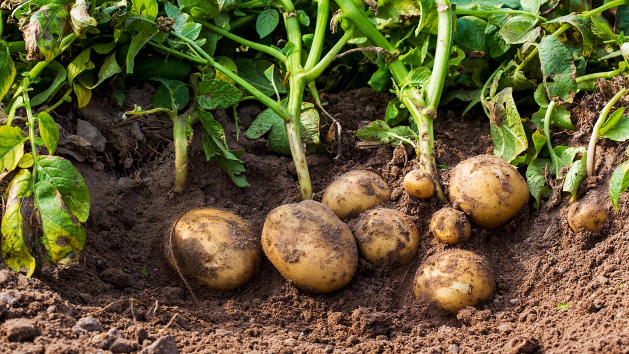 the-unbelievable-histories-of-11-common-vegetables