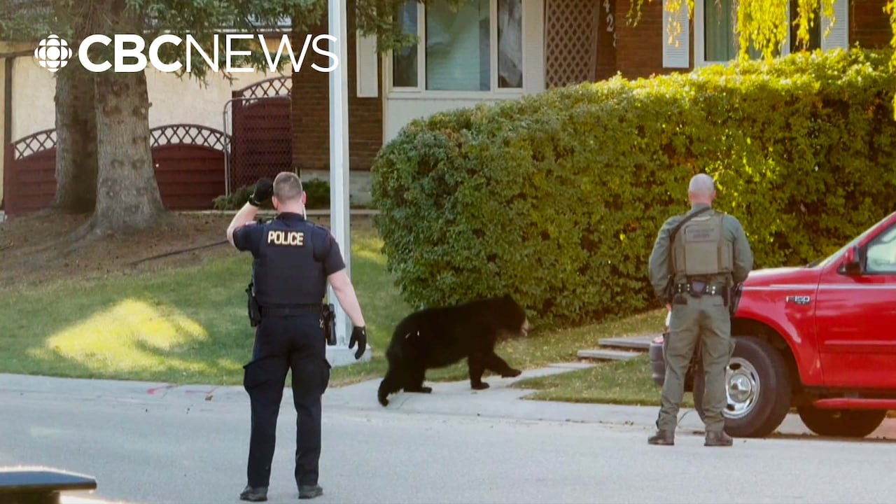 Bear captured in southwest Calgary neighbourhood