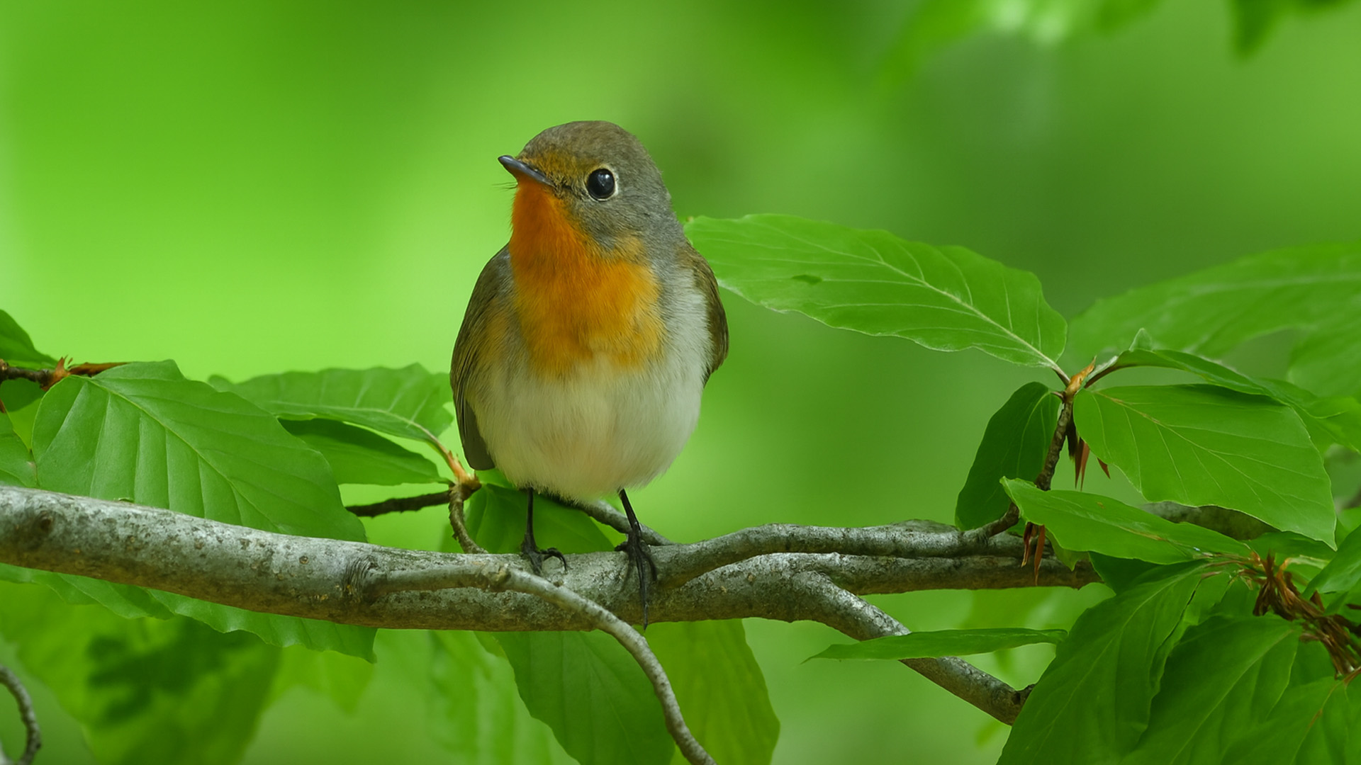 Among Wild Birds in Nature