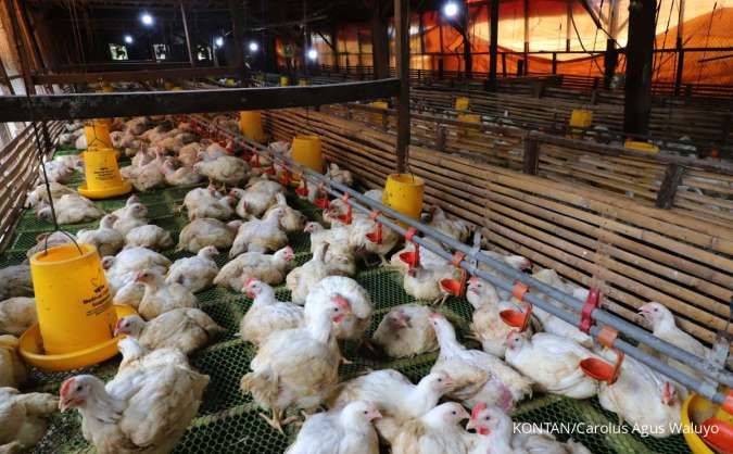 Proyek Danantara Jadi Ancaman Bagi Emiten Poultry, Ini Rekomendasi Analis