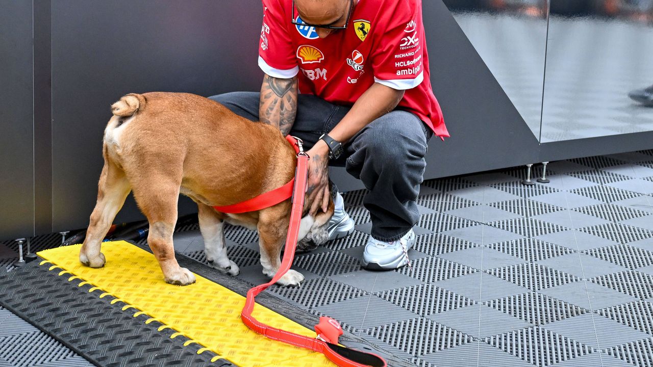 Nach Tod von Hund Roscoe: Lego-Kunstwerk rührt Hamilton