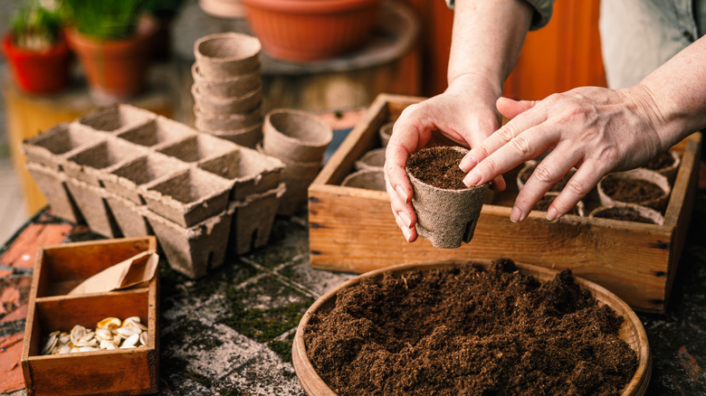 The Colorful, Low-Maintenance Flower That Beginner Gardeners Should ...