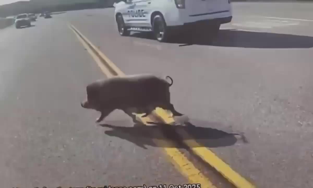 WATCH Huntington police officer chases potbelly pig down Highway 69(02)