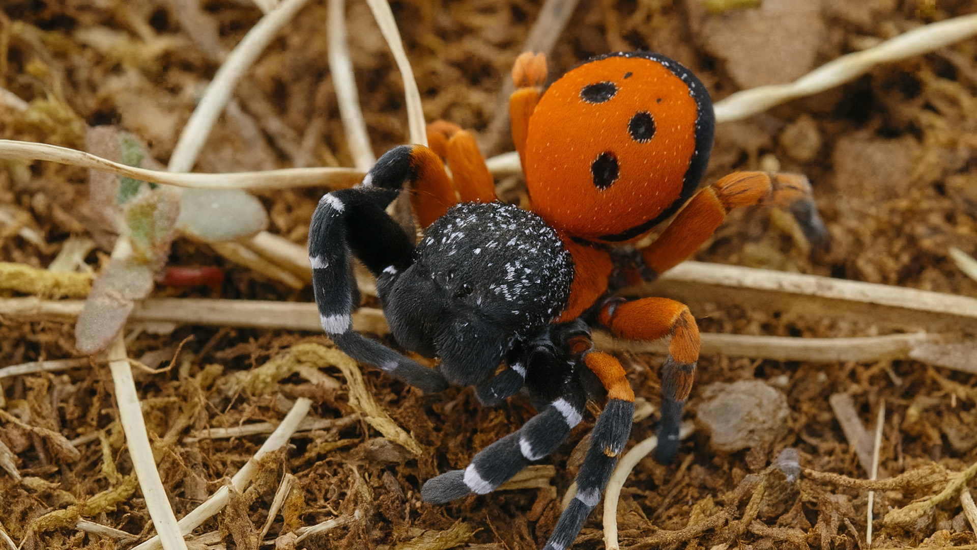 Au cœur des araignées sauvages dans la nature — free download