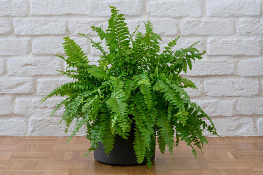 plantas para interiores que ayudan a dormir mejor