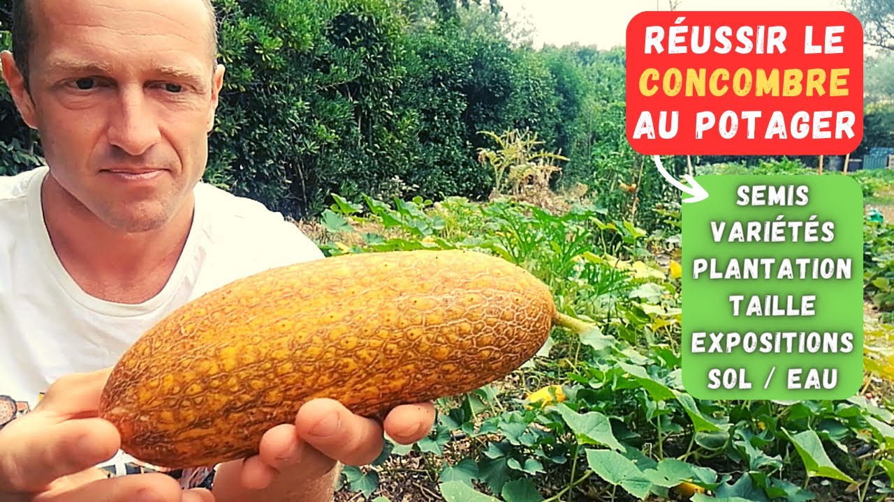 Comment cultiver le concombre au potager
