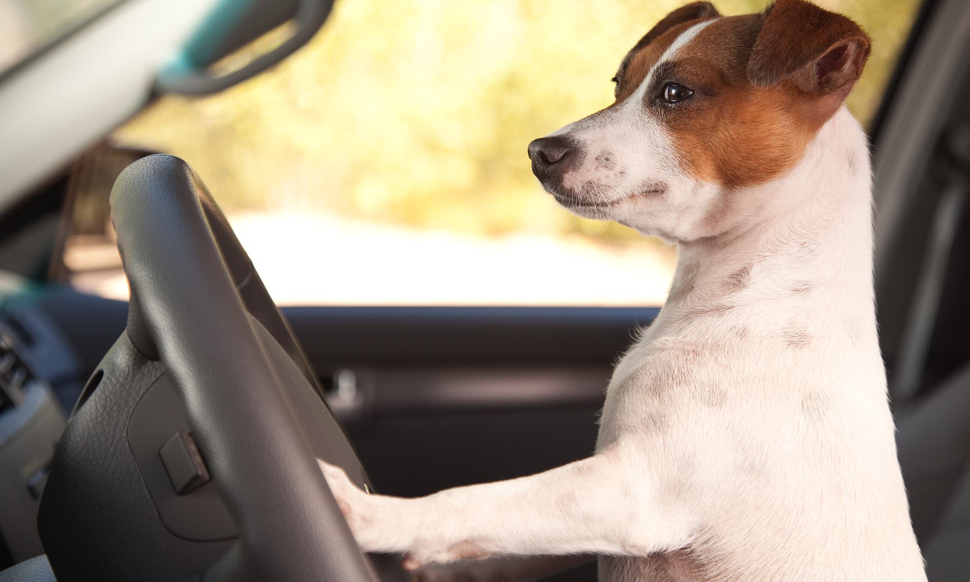 Pup my ride: This is how much drivers spend pet proofing their cars