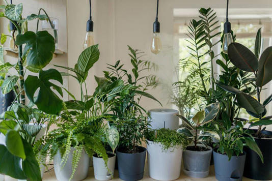 plantas de interiores
