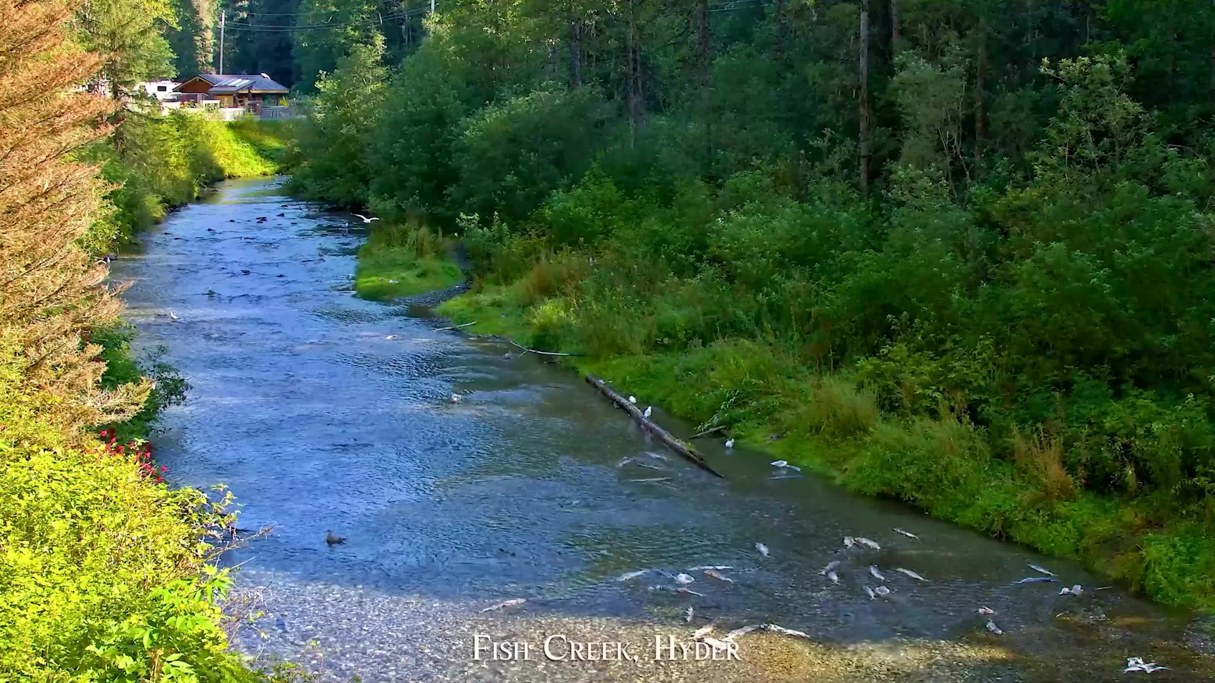 World Series Score Live Stream