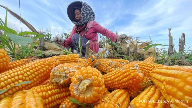 Tekan harga pakan, Bulog salurkan 240.000 ton jagung ke peternak