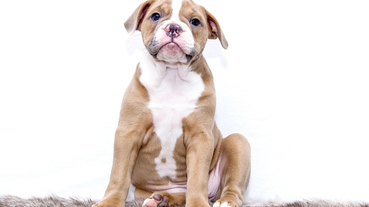 9 cosas cotidianas que pueden herir el corazón de tu perro sin saberlo