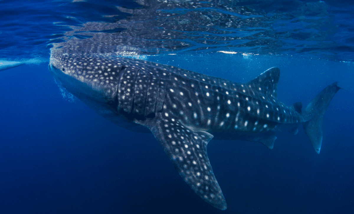 Largest Fish Ever Found in the Pacific: A 60-Foot Giant That Will ...