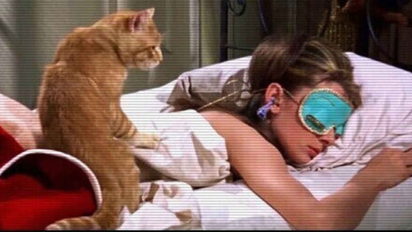 12-things-about-famous-animal-actors-to-tell-your-cat