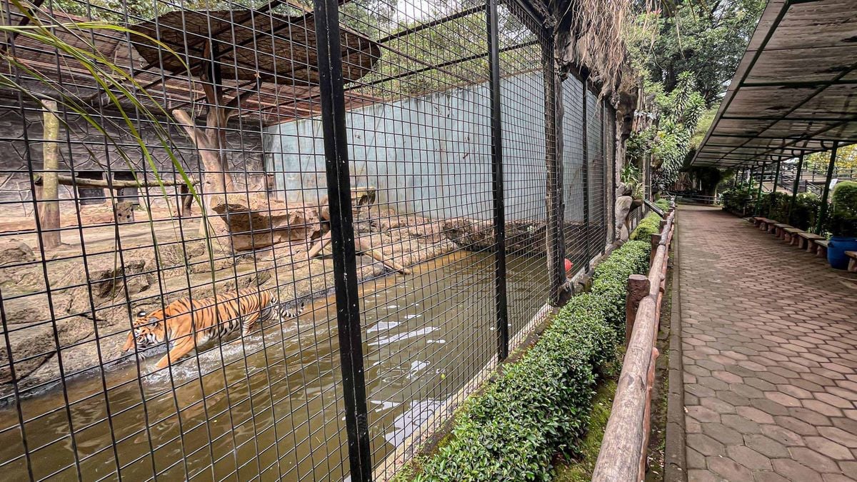 Meski Garis Polisi Sudah Dibuka, Bandung Zoo Masih Belum Bisa Diakses Publik 1 AA1Olw43