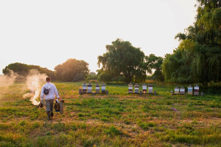 Buzzing into sustainability: How hotels are embracing beekeeping ...