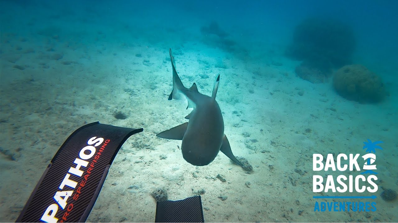 Shark Encounter While Spearfishing