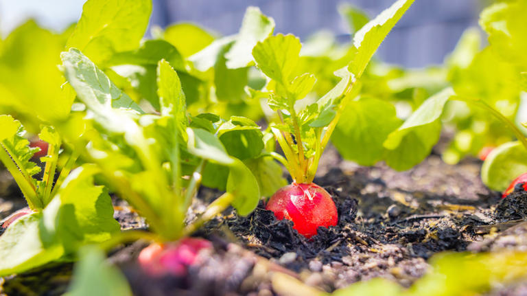 How To Grow Radishes Indoors So You Can Enjoy Them Year-Round