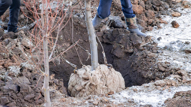 Everything You Need To Know About Transplanting The Tree In Your Yard