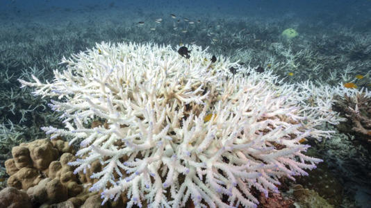Bleached corals around Koh Tao island, Thailand, on June 14, 2024. The world's coral reefs are currently experiencing their worst mass bleaching on record. - Lillian Suwanrumpha/AFP/Getty Images
