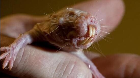 Scientifically speaking: The wrinkled rodent that forgot how to age