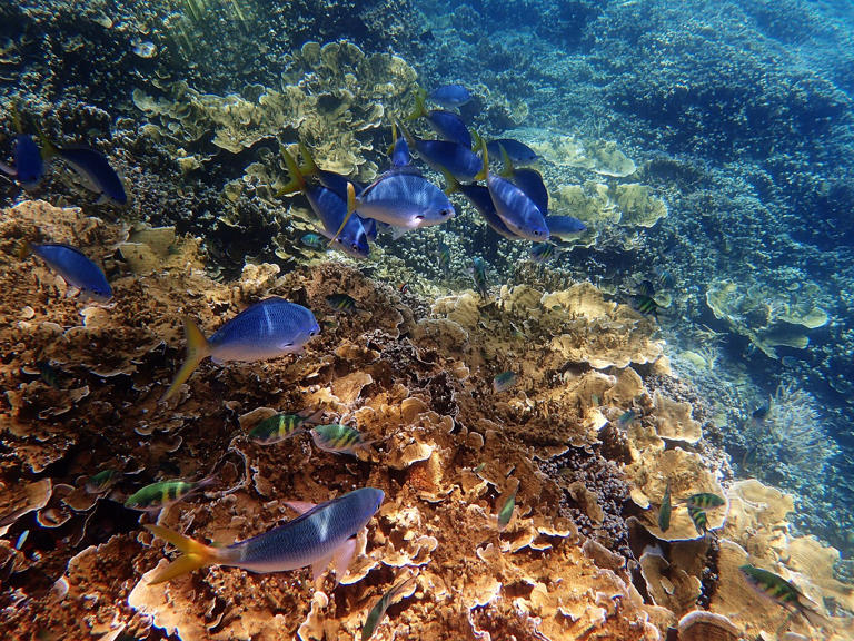 How The Great Barrier Reef Formed Over Time - Explained By Marine ...