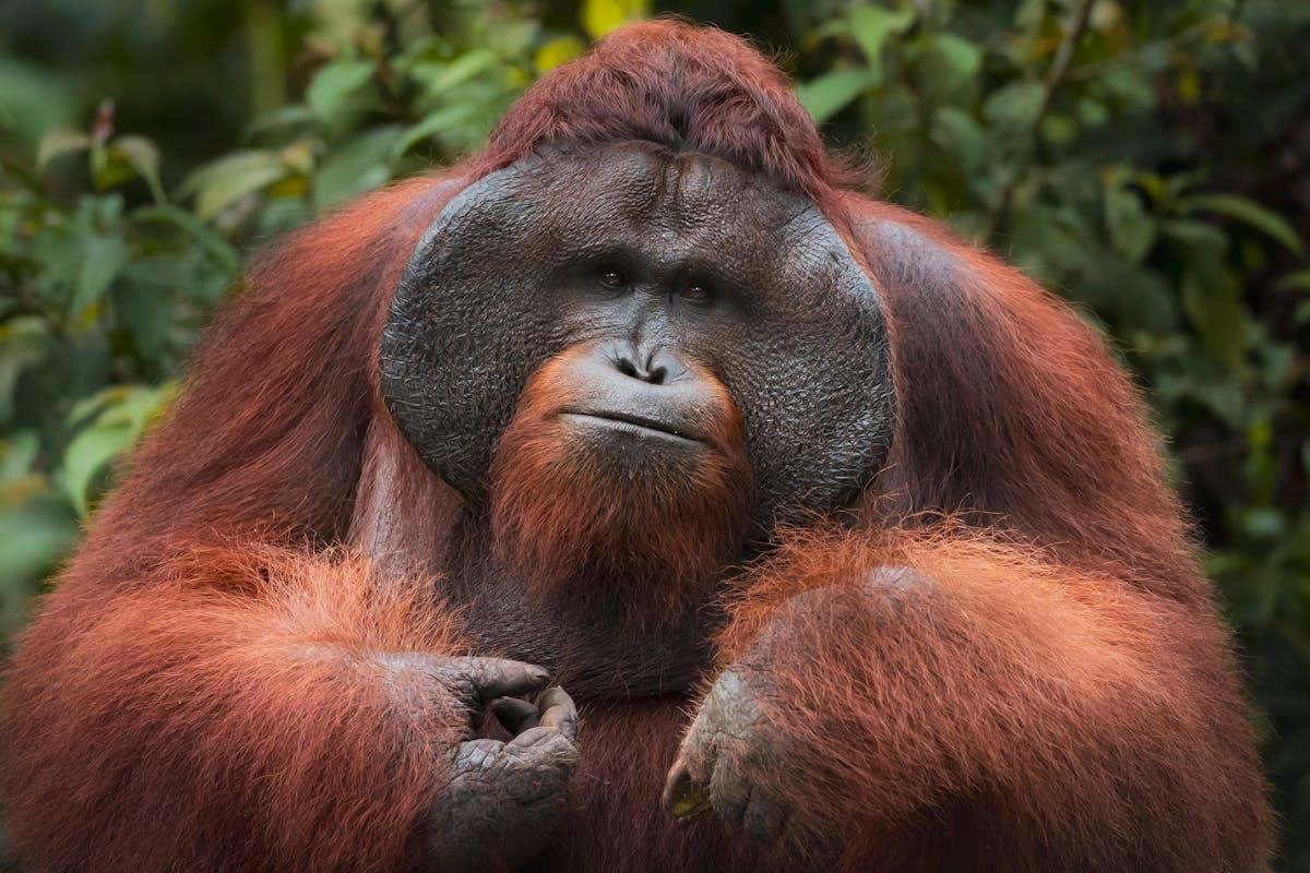 6 Flora Fauna Unik Indonesia, Harus Dihindari Punah!