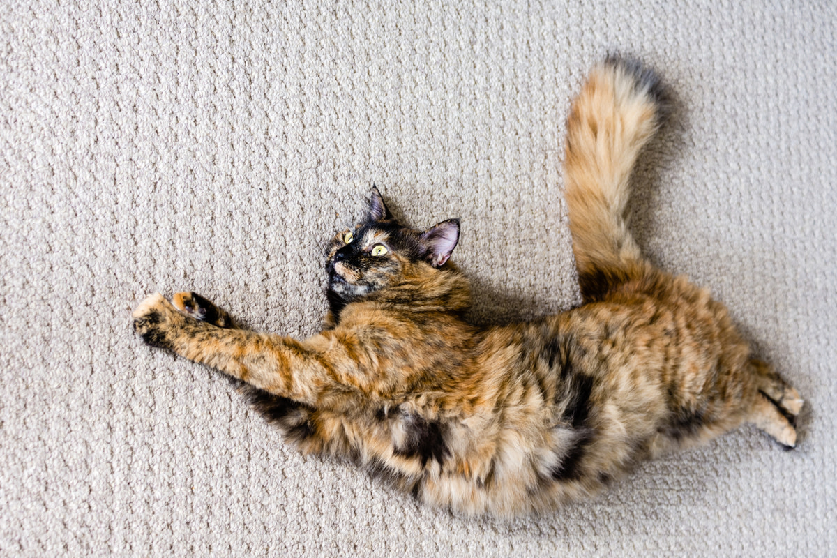 Gorgeous 'Kaleidoscopic' Cat Shows off Extremely Rare Split-Color Palette