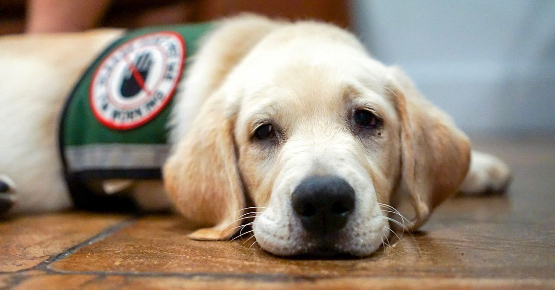 Picture of 25 Dog Breeds Known for Providing Emotional Comfort and Support