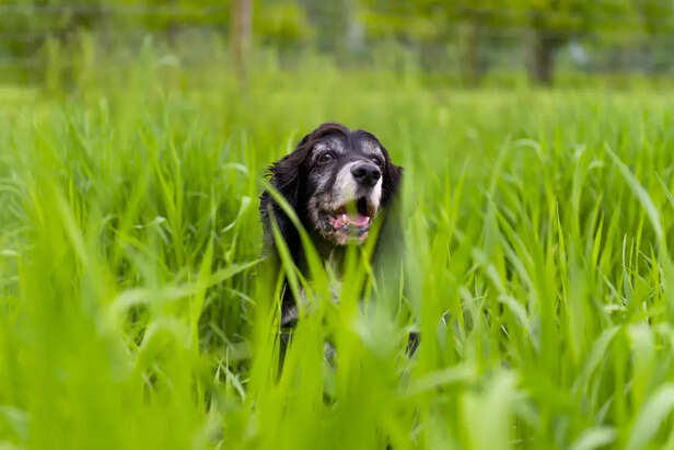 Image showcasing Why Do Dogs Eat Grass: Weird or Totally Normal?