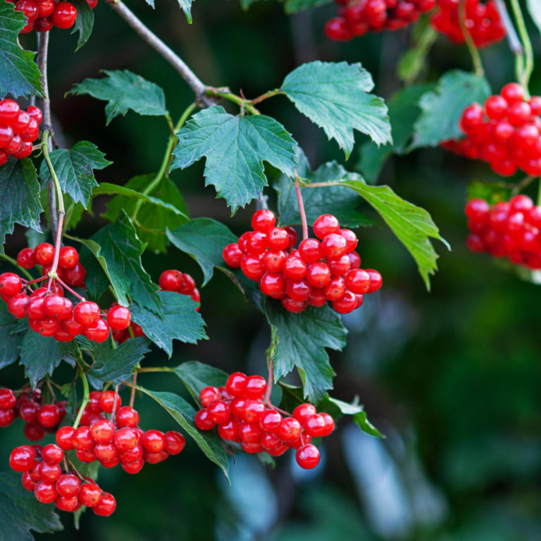 I'm a gardens editor, and these are the best trees to plant for autumn ...
