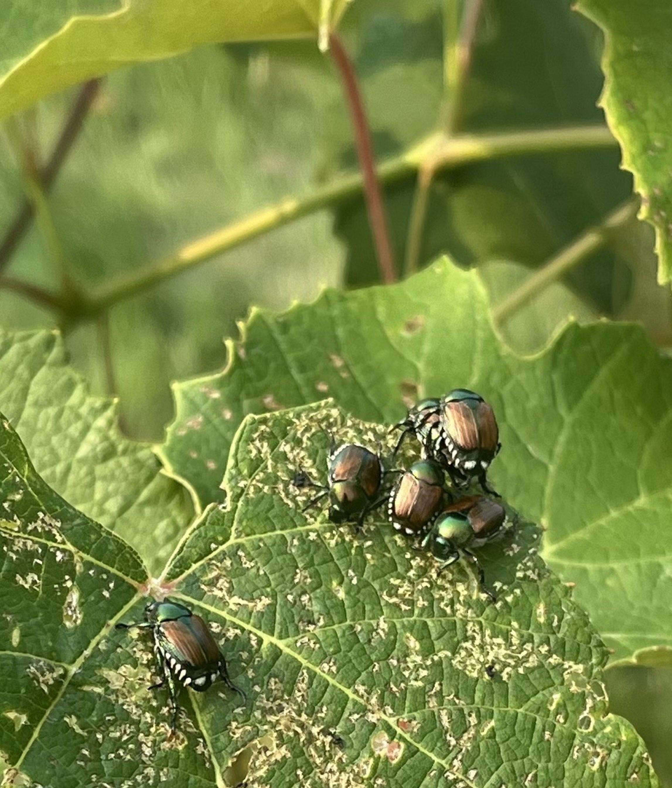 What's an invasive species? Which ones are in Tennessee, and what to do ...