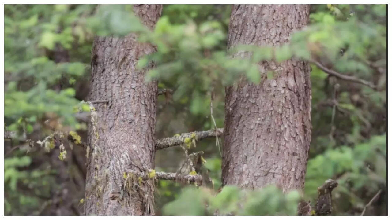 Optical illusion: Only someone with 'very' sharp eyes can spot the ...