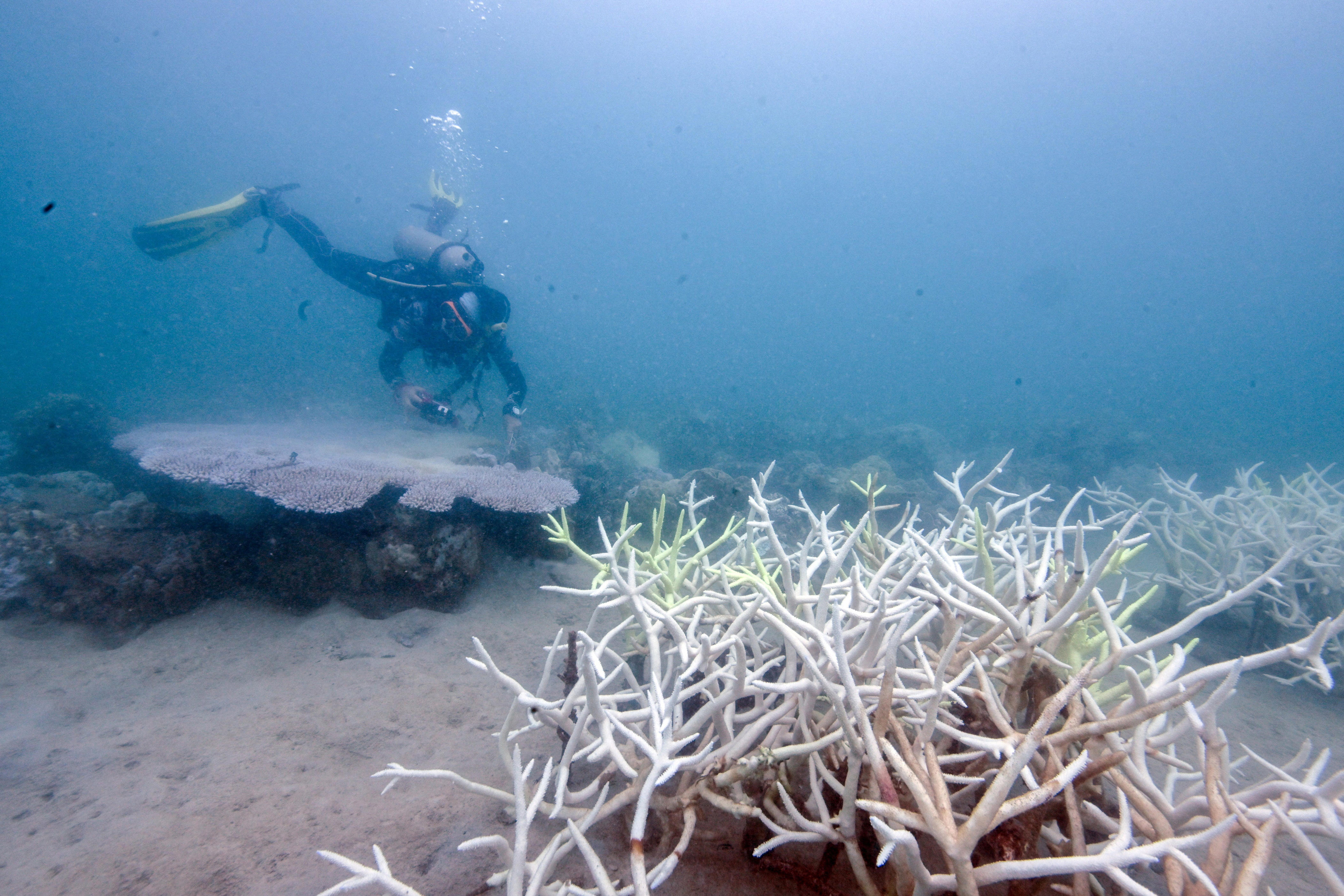 Coral reef collapse drives world across first climate tipping point