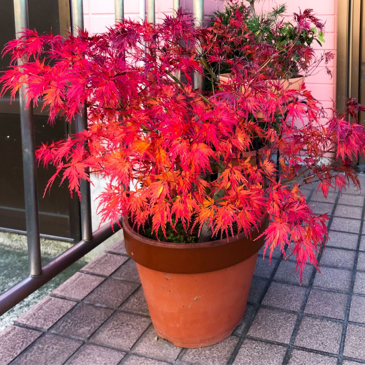 I'm a gardens editor, and these are the best trees to plant for autumn ...
