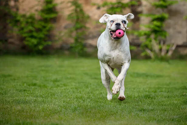 Image showcasing Why Do Dogs Eat Grass: Weird or Totally Normal?