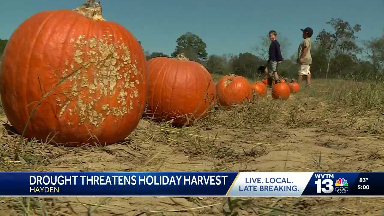 Drought impacts Halloween pumpkins and Christmas trees in Alabama and ...