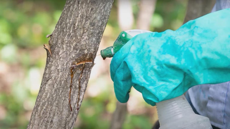 How To Control The Tree Of Heaven In Your Yard & Prevent Spreading