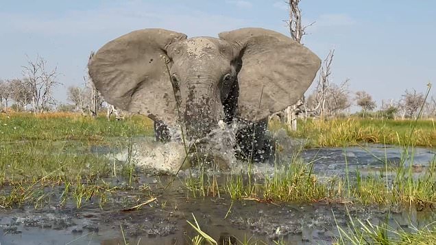 Elephant calf refuses to follow Mom