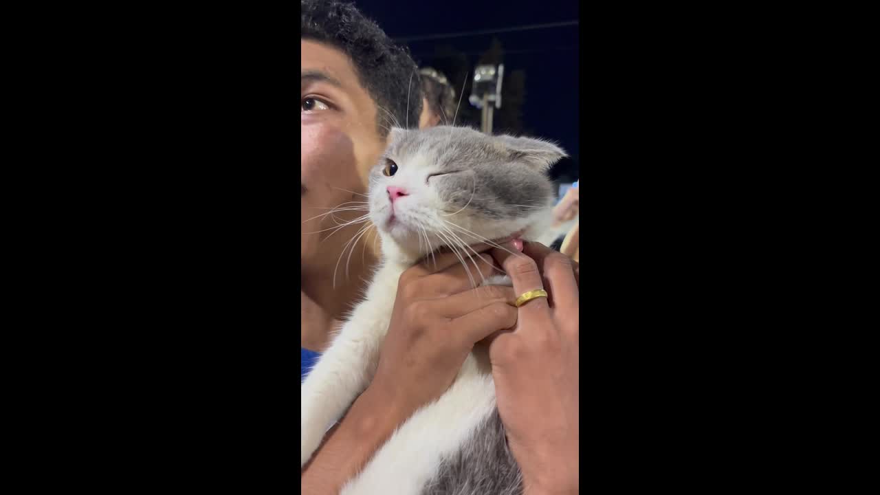 Pet cat mesmerised by fireworks display in Thailand