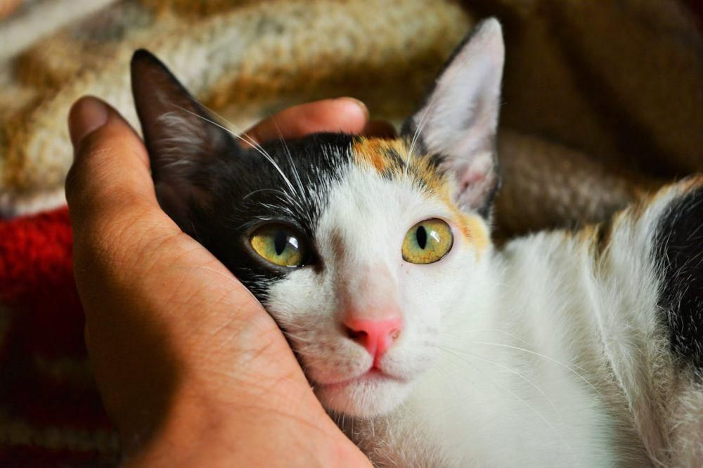 AA1Op3RL - Info Malang Raya