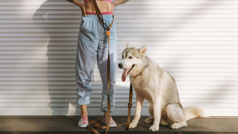 In deze stad is het onmogelijk om een hond te adopteren zonder deze onverwachte stap te moeten zetten.