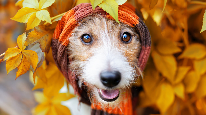 Dogs (and a cat) enjoying the fall foliage