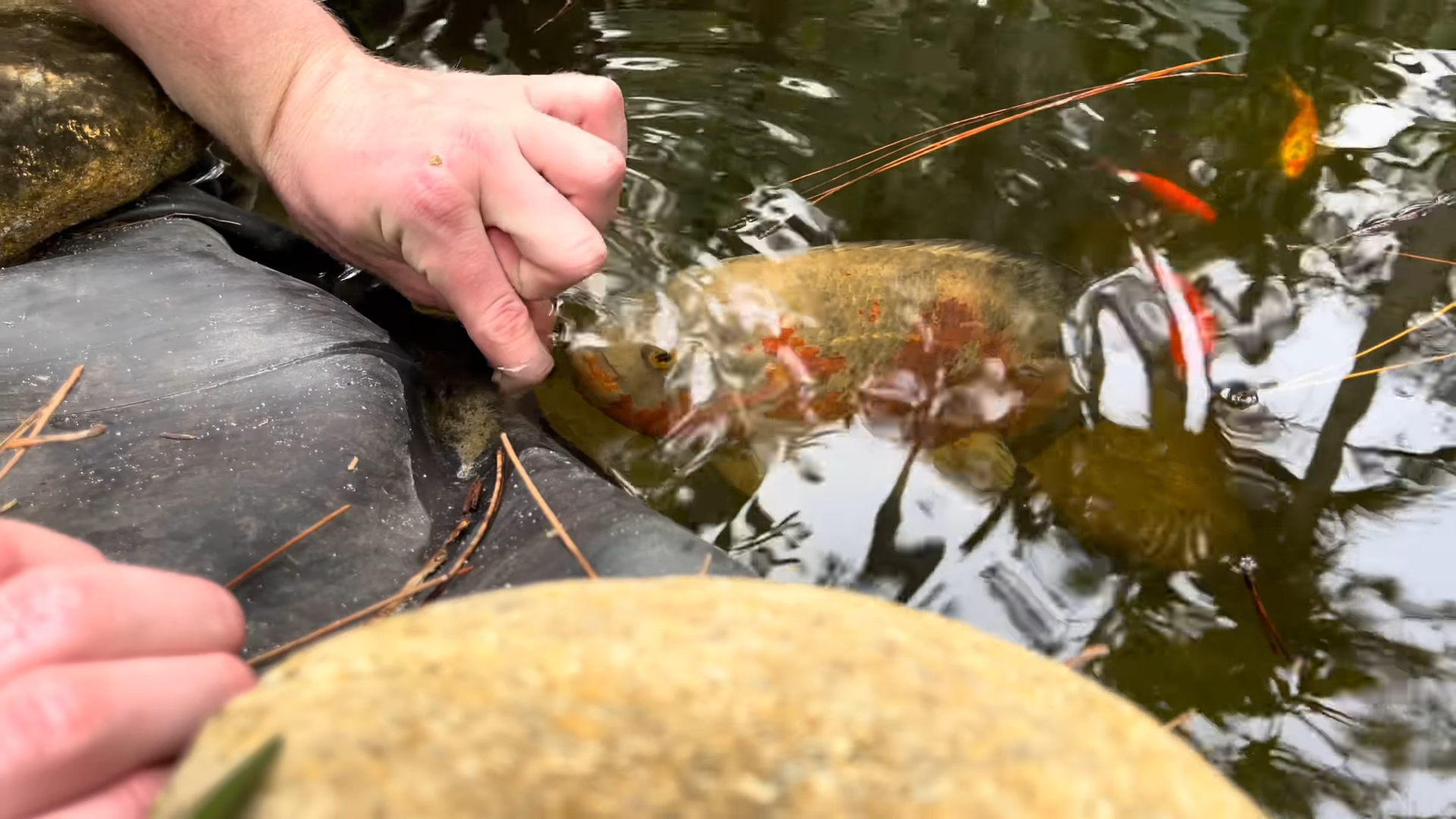 Netting rare fish deep inside a hidden tunnel