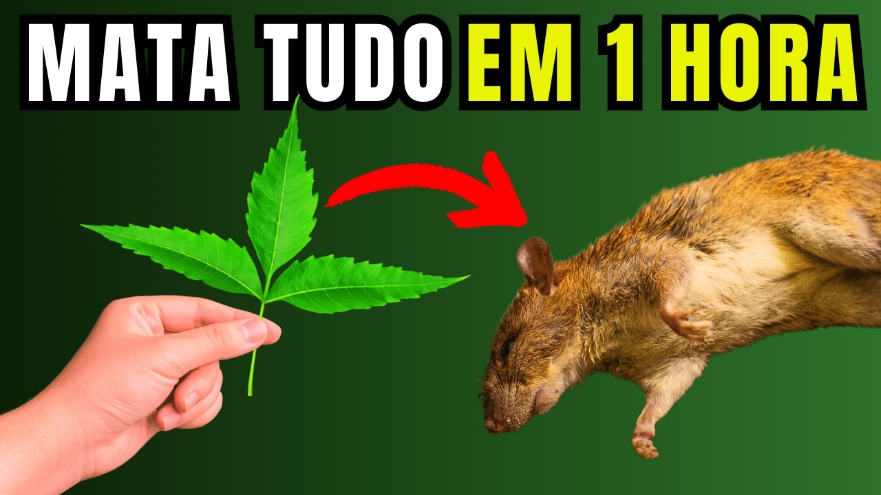 Como Eliminar Ratos Sem Veneno: Soluções para Casa e Jardim