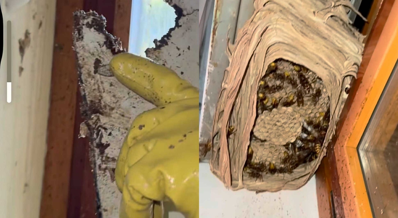 Calabrone europeo, nido di 1000 esemplari in una villa vicino Roma: gli ...