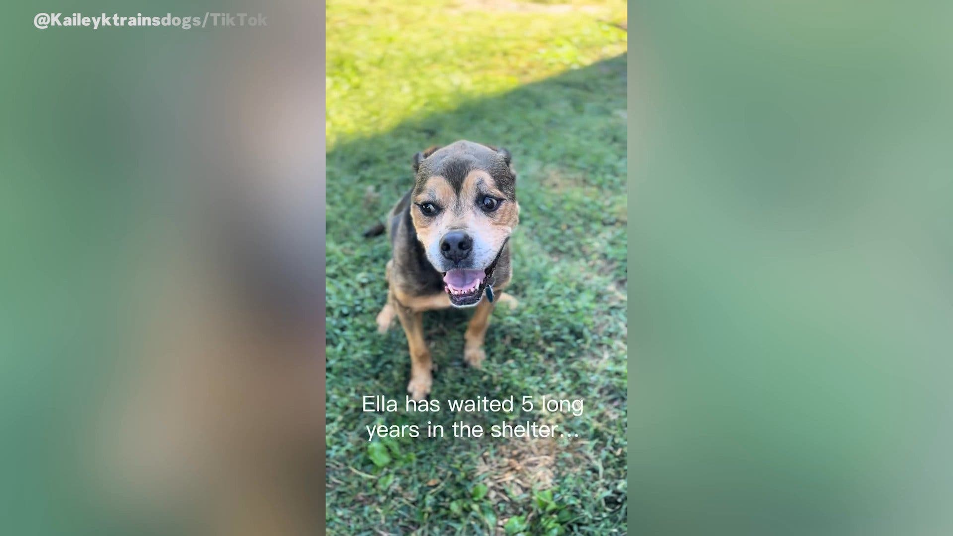 Dog Still Waiting After Spending Most Of Her Life In Shelter