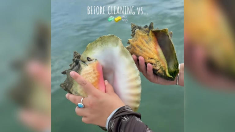 Stunning Before And After Shows Transformation Of Empty Conch Shells