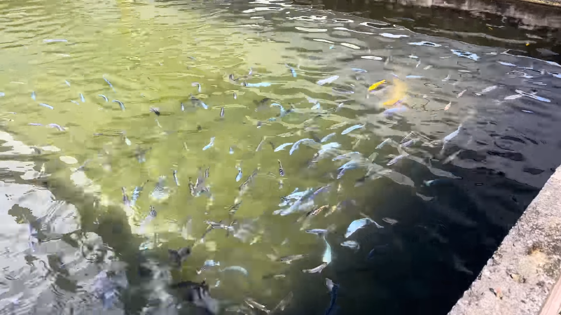 Netting thousands of colorful fish for my backyard pond