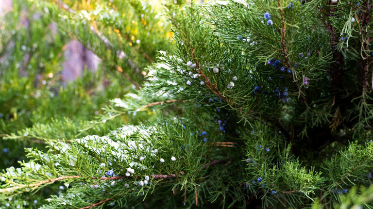 The Invasive Cedar Tree Variety You Don't Want To See In Your Yard