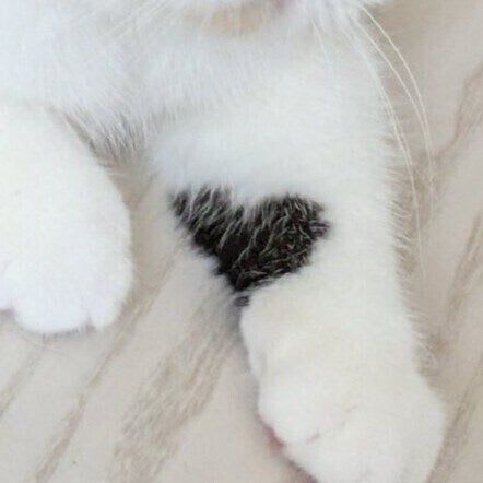 見えたらラッキー」猫の前足にあらわれた“奇跡のハートマーク”に注目が